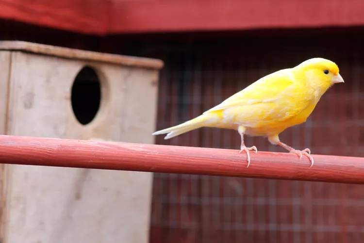 Canary